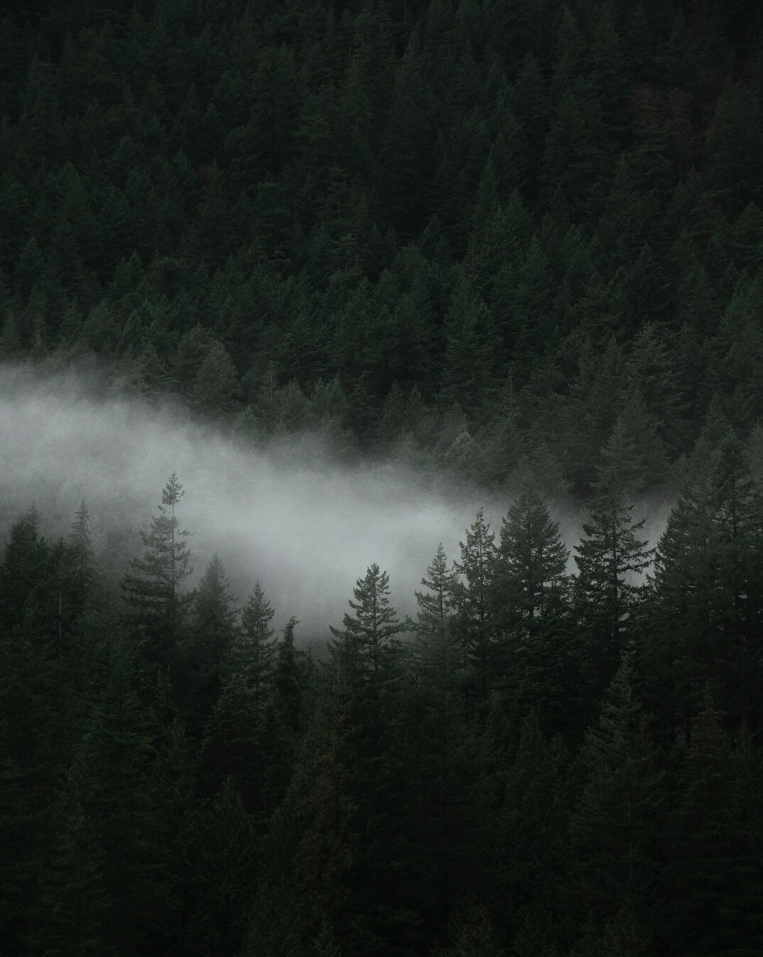 foggy mountain forest at dusk