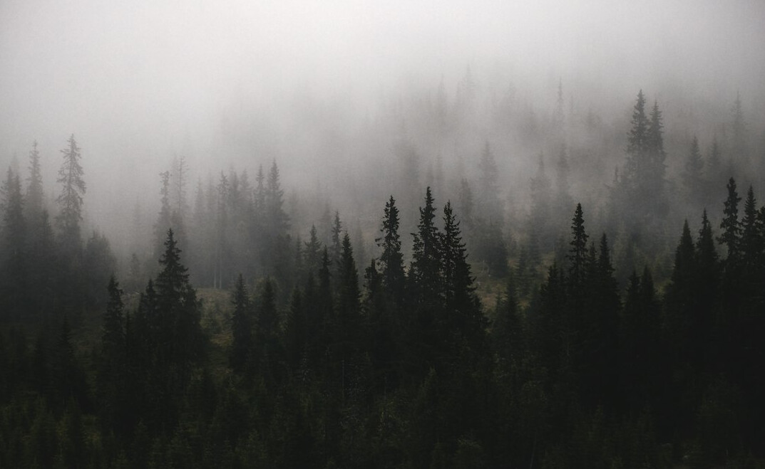 mysterious foggy forest